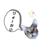 ひめちゃんの日常で使える言葉（個別スタンプ：3）