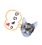 ひめちゃんの日常で使える言葉（個別スタンプ：6）