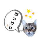 ひめちゃんの日常で使える言葉（個別スタンプ：7）
