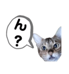 ひめちゃんの日常で使える言葉（個別スタンプ：8）