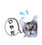 ひめちゃんの日常で使える言葉（個別スタンプ：10）