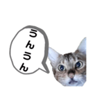 ひめちゃんの日常で使える言葉（個別スタンプ：16）