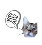 ひめちゃんの日常で使える言葉（個別スタンプ：17）