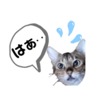 ひめちゃんの日常で使える言葉（個別スタンプ：19）