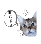 ひめちゃんの日常で使える言葉（個別スタンプ：21）
