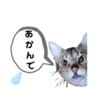 ひめちゃんの日常で使える言葉（個別スタンプ：22）
