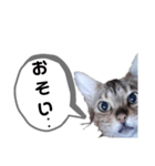 ひめちゃんの日常で使える言葉（個別スタンプ：28）