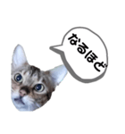 ひめちゃんの日常で使える言葉（個別スタンプ：29）