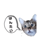 ひめちゃんの日常で使える言葉（個別スタンプ：31）