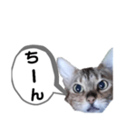 ひめちゃんの日常で使える言葉（個別スタンプ：32）