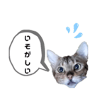 ひめちゃんの日常で使える言葉（個別スタンプ：35）