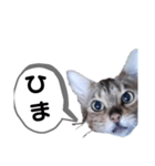 ひめちゃんの日常で使える言葉（個別スタンプ：36）