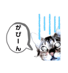 ひめちゃんの日常で使える言葉（個別スタンプ：37）
