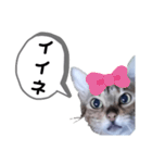 ひめちゃんの日常で使える言葉（個別スタンプ：40）