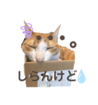 ちび子STAMP（個別スタンプ：10）
