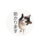 ume➁（個別スタンプ：3）