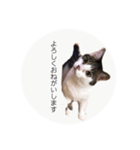 ume➁（個別スタンプ：4）