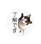 ume➁（個別スタンプ：6）