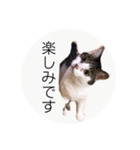 ume➁（個別スタンプ：7）