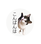 ume➁（個別スタンプ：10）