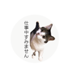 ume➁（個別スタンプ：12）