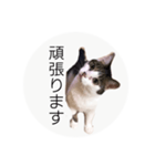 ume➁（個別スタンプ：18）