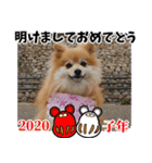 ポメラニアンもなかのお年賀スタンプ2020（個別スタンプ：4）