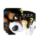 きゃばりあ しゃけNo.2（個別スタンプ：18）