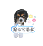 きゃばりあ しゃけNo.2（個別スタンプ：24）