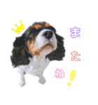 きゃばりあ しゃけNo.2（個別スタンプ：39）