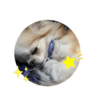 TiaraクンSTAMP②（個別スタンプ：7）