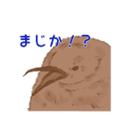 オウサマペンギンのヒナ・きんちゃん2（個別スタンプ：11）