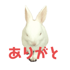 [LINEスタンプ] こうさぎちゃん