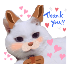 [LINEスタンプ] ねこまみれ！