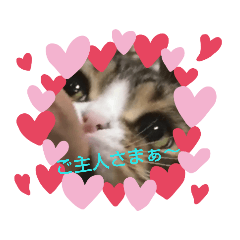 [LINEスタンプ] ぽこたろの表情part1
