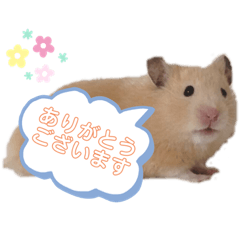 [LINEスタンプ] キンクマハムスターのいちごちゃん。2