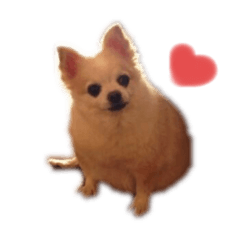 [LINEスタンプ] ショコラ だよ