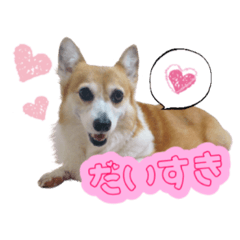 [LINEスタンプ] コーギーノアちゃん