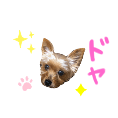 [LINEスタンプ] ヨークシャテリアまはこちゃん