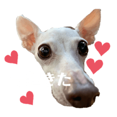 [LINEスタンプ] 眠れる犬のスタンプ