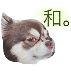 [LINEスタンプ] 我が家のハリー君。