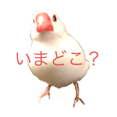 [LINEスタンプ] 白文鳥すたんぷ❤
