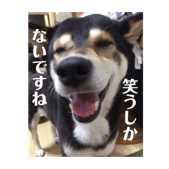 [LINEスタンプ] コロとハイジ 5
