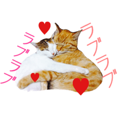 ✳︎中神家の犬と猫✳︎