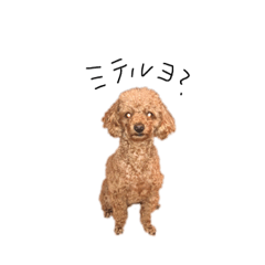 [LINEスタンプ] おうち の イッヌ