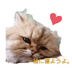 おねむライオンカットのチンチラゴールデン