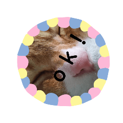 [LINEスタンプ] my cat is name ken！