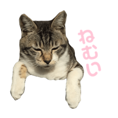 [LINEスタンプ] 自由なニャンズ