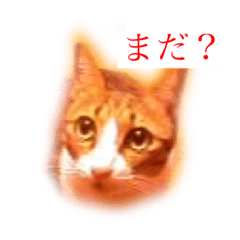 [LINEスタンプ] にゃんにゃんだもの1