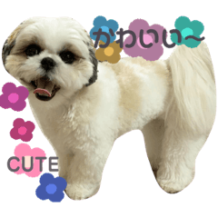 [LINEスタンプ] zoe_the_puppo スタンプ